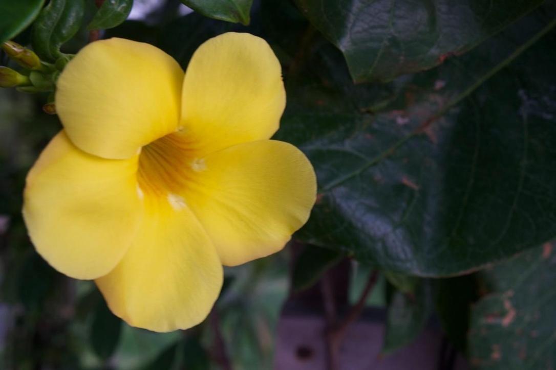 Pousada Delta Chales Tutóia エクステリア 写真